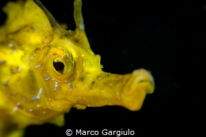 Yellow Seahorse by Marco Gargiulo 